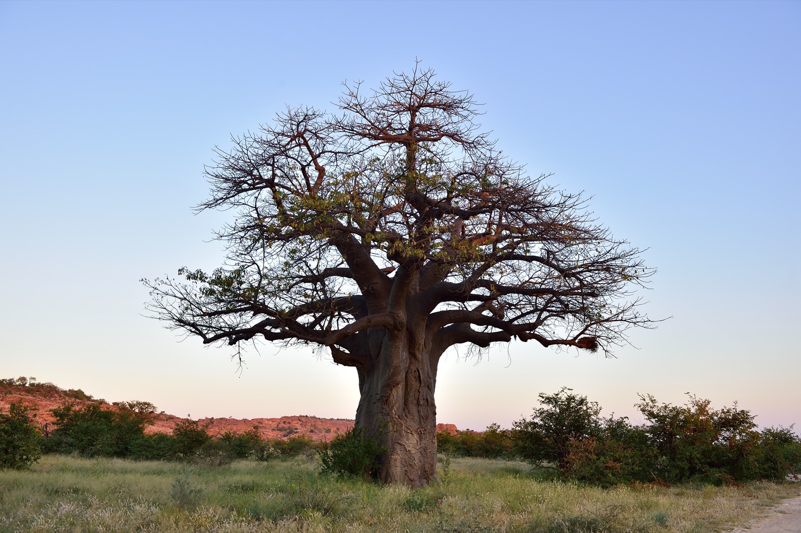 Limpopo